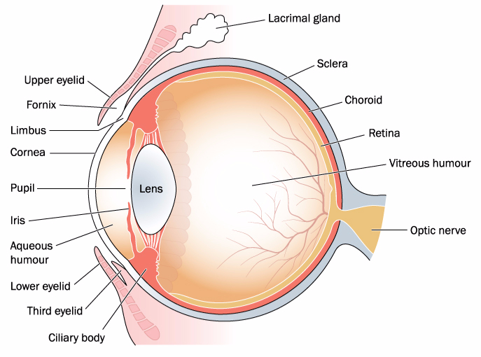  Anatomia globului ocular