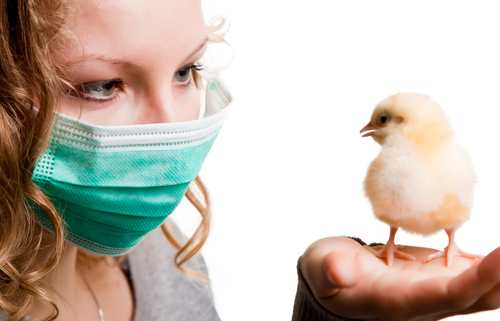  Gripa aviară – cât de periculoasă poate fi pentru om?