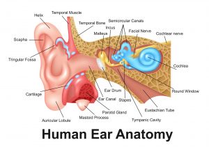 urechea medie și vederea