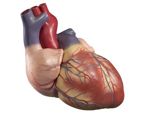 leziuni parazitare ale inimii