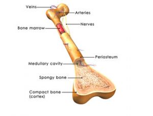 prognosticul tratamentului artrozei șoldului articulație teribil de dureroasă