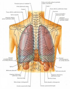 Respiratia dureroasa - posibile cauze & tratament