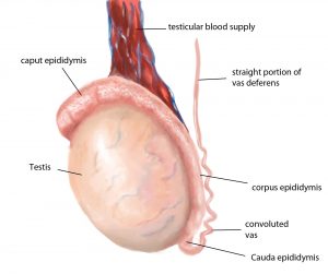 Tumorile testiculare - Reprezentare a structurilor testiculului