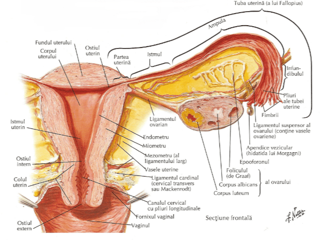  Ovarul - fiziologie
