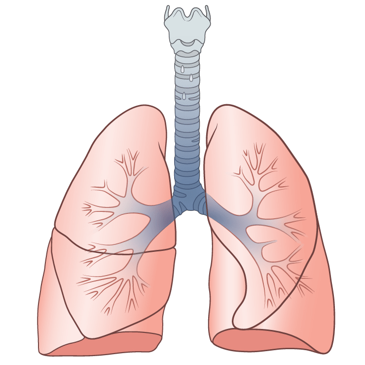  Fiziologia sistemului respirator