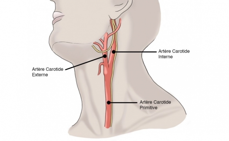  Artera carotida externa - Anatomie