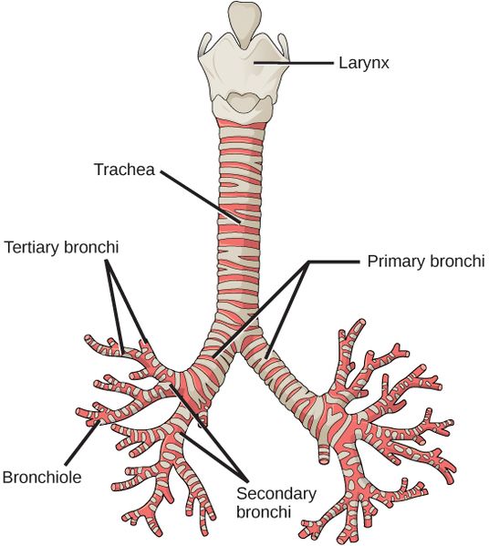 Bronhii - notiuni de anatomie