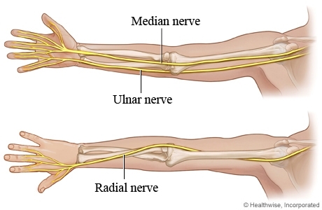 Plexul brahial- nervul median