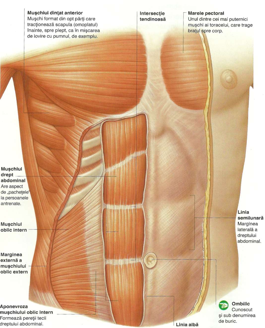 Muschii toraco-abdominali clasificare