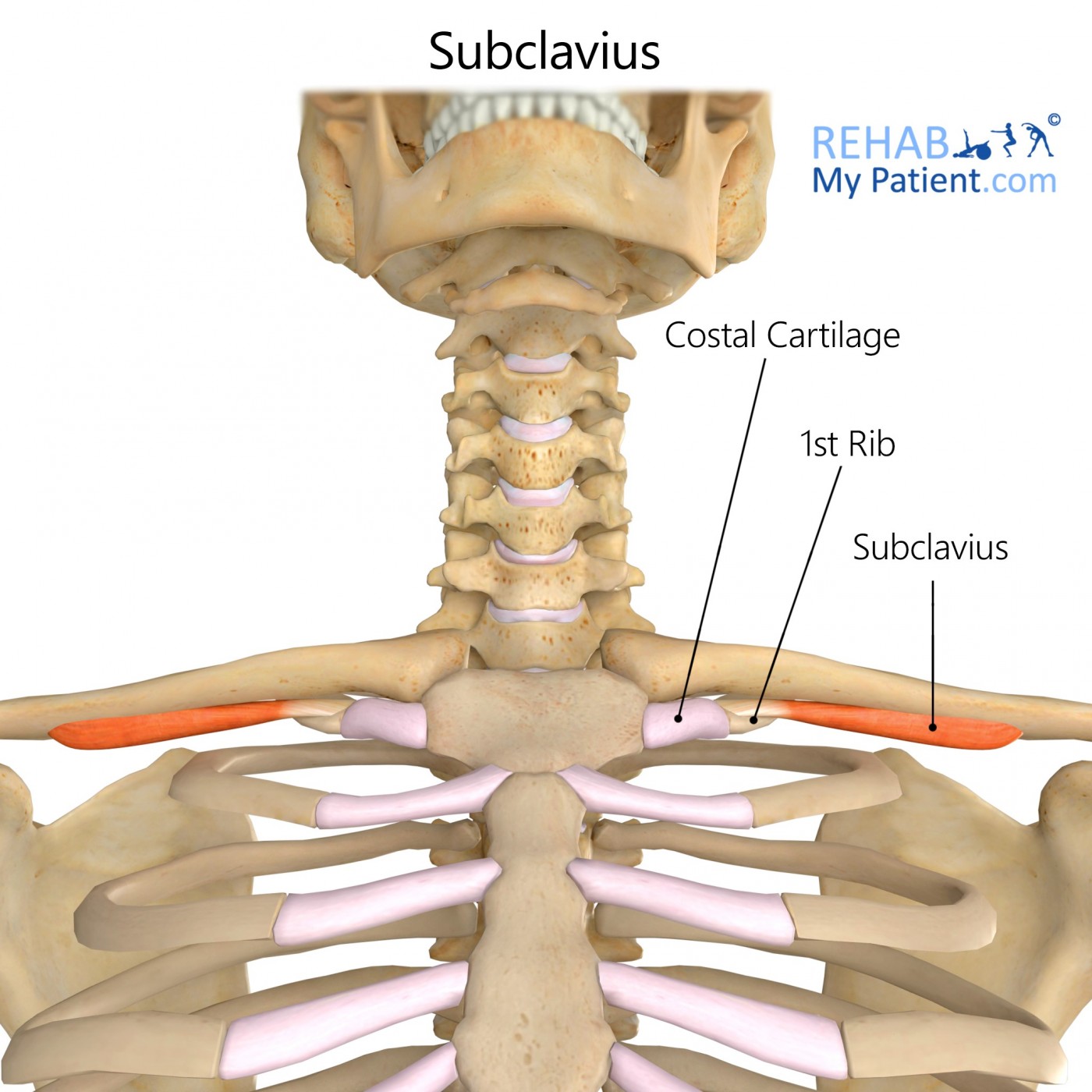 Muschii toraco-abdominali, subclavicular