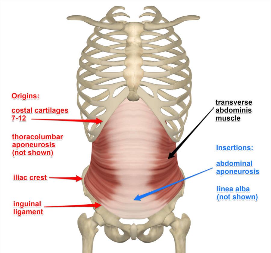 Muschii toraco-abdominali, transvers abdominal