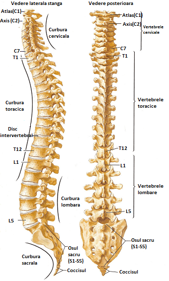 regiunea cervicală vertebrală