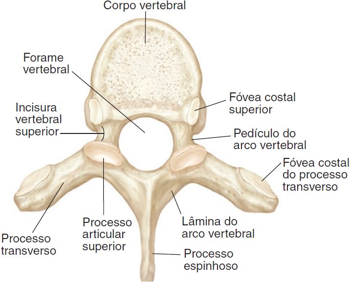 articulatii vertebra toracala