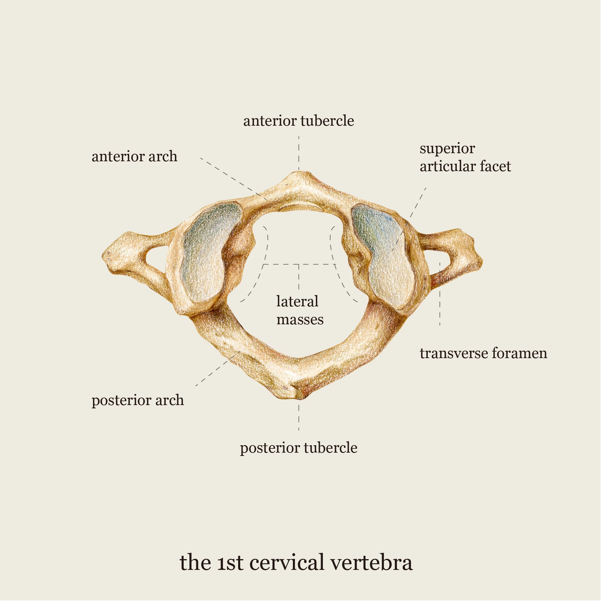 a doua vertebră cervicală)