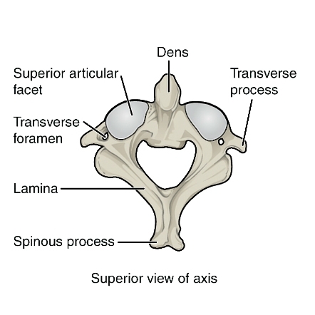 coloana vertebrala- axis