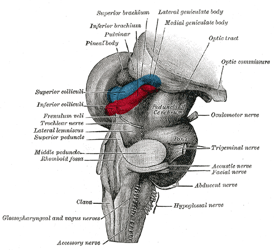  Trunchiul cerebral - notiuni de anatomie