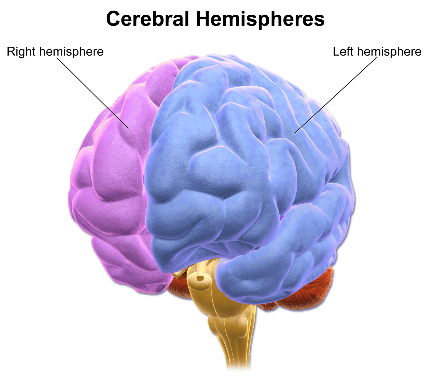  Emisferele cerebrale - anatomie si fiziologie