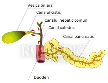  Caile biliare - notiuni de anatomie