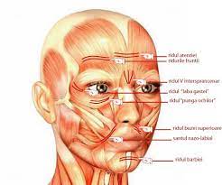  Muschii capului: actiune, inervatie, localizare