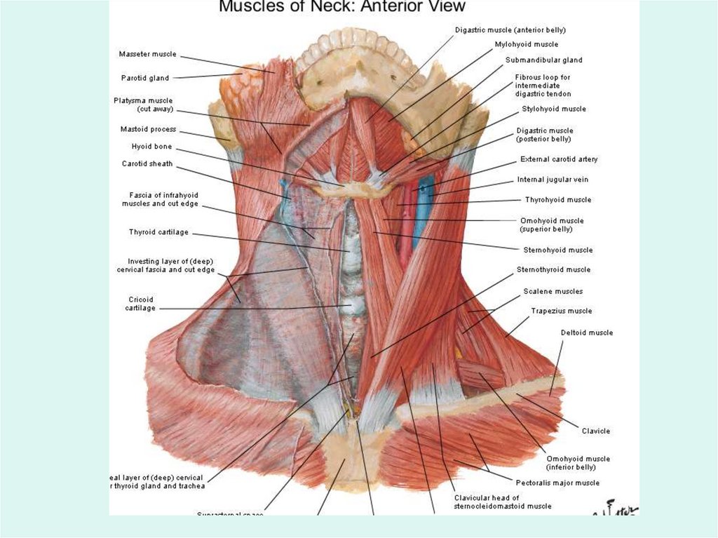  Muschii gatului - localizare, actiune, inervatie