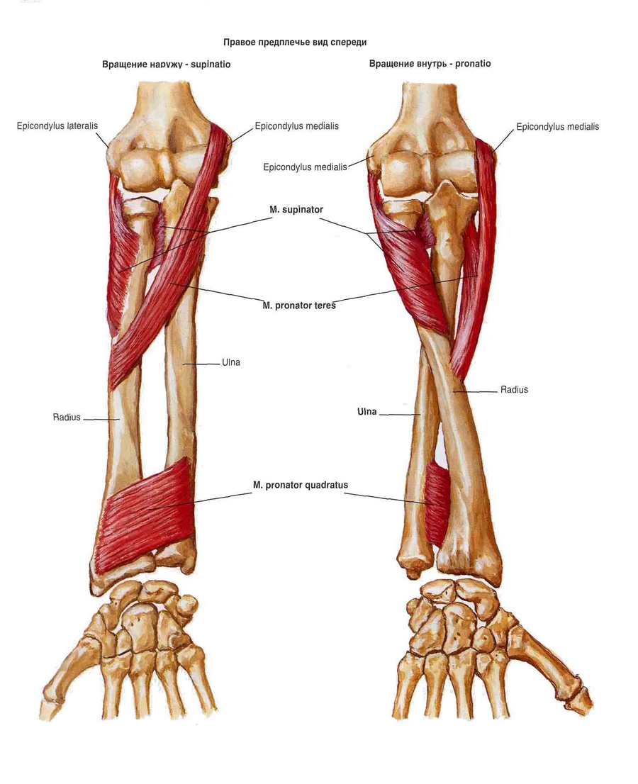  Muschii membrului superior: umar, antebrat, brat, mana