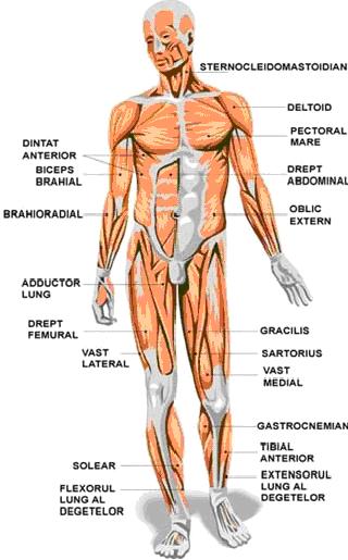  Muschii membrului inferior: localizare, raporturi, inervatie