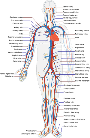  Arterele abdomenului - notiuni de anatomie