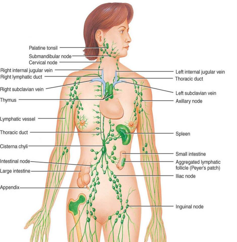  Limfaticele abdomenului - notiuni de anatomie