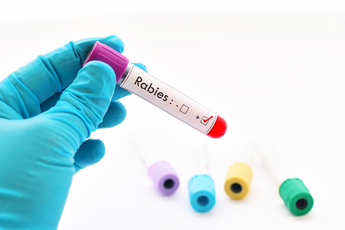  Rabia – importanța vaccinarii animalelor de companie