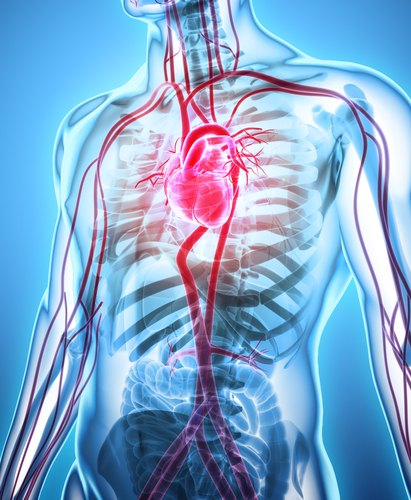  Sistemul cardiovascular