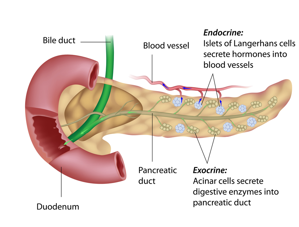 tratamentul viermilor pancreatici