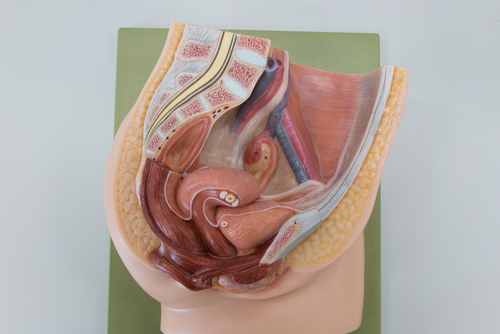  Anatomia aparatului genital feminin