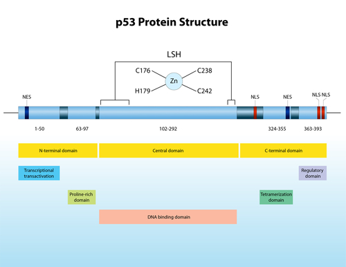  Gena p53 – structuri la datorie
