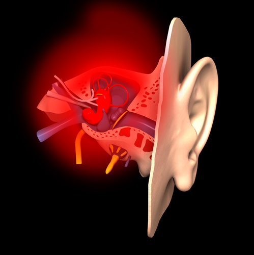  Urechea interna – anatomie descriptivă