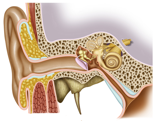 Urechea medie, anatomie descriptivă
