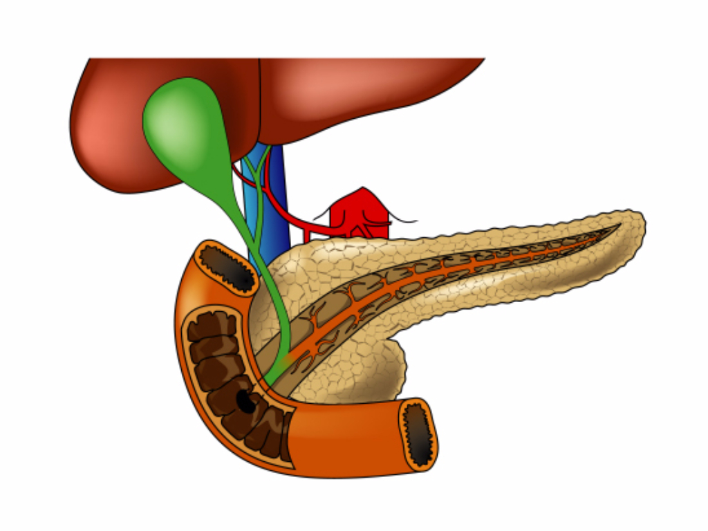  Pancreasul, noțiuni de anatomie