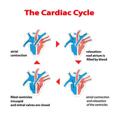  Revoluţia cardiacă (ciclul cardiac)