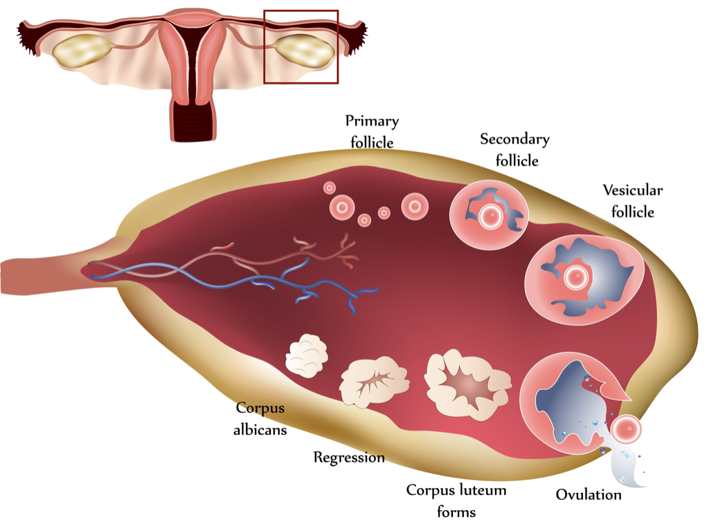  Ovarele – anatomie