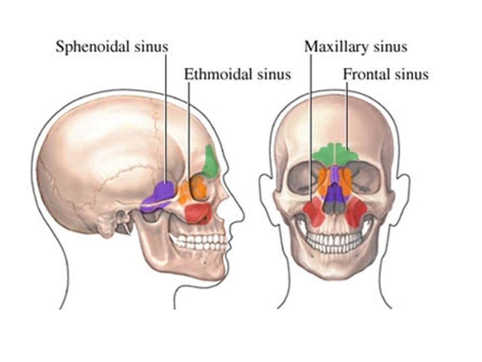  Sinusurile paranazale – anatomie descriptivă și topografică