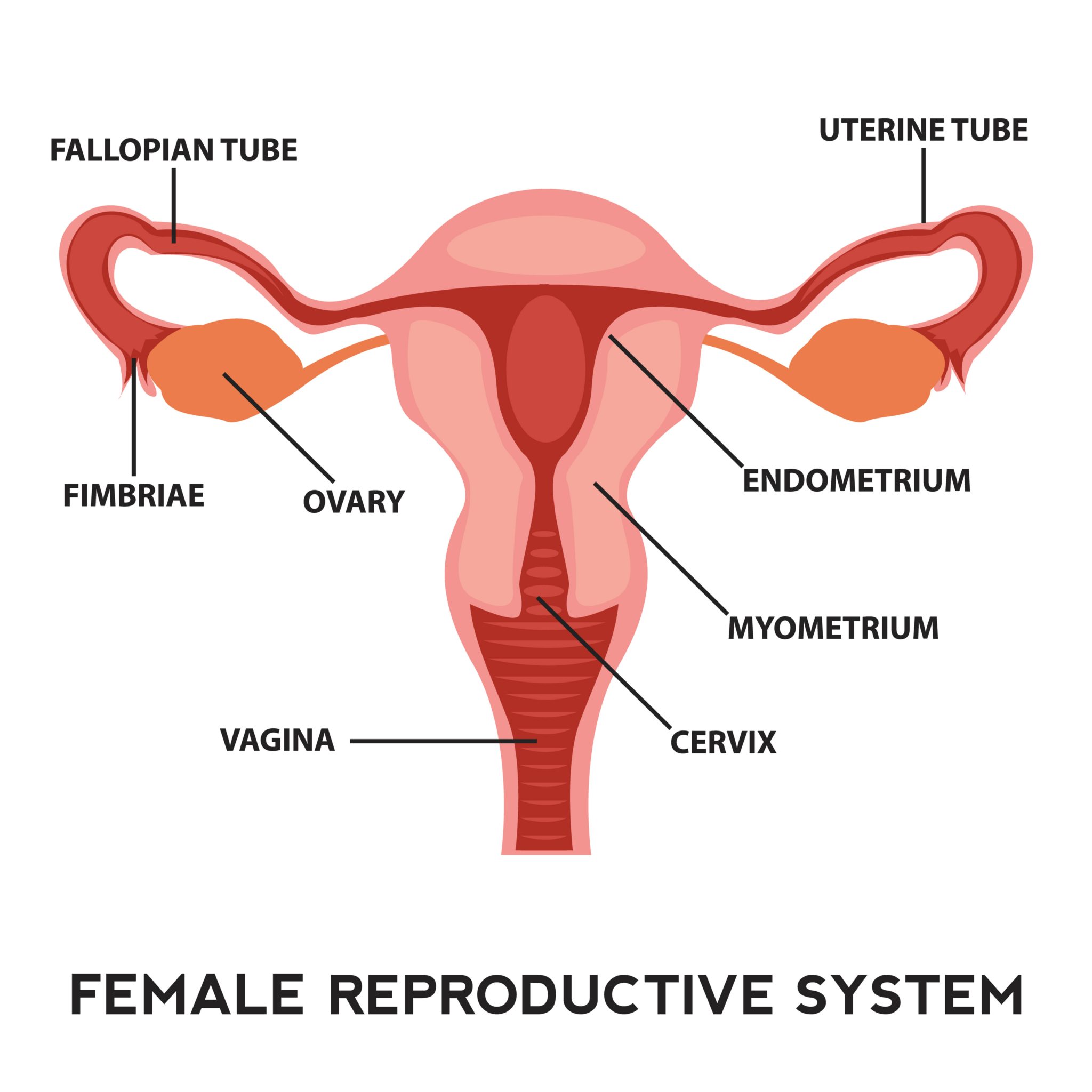  Anatomia uterului