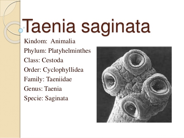  Taenia saginata- generalităţi şi patologie