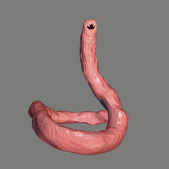  Ancylostoma duodenale