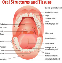 Candidoză orală: tratament, dietă, medicamente
