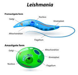  Leishmania spp. şi leishmanioza