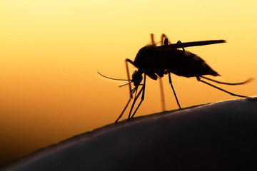  Malaria – boală determinată de protozoare