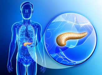  Fiziologia secreției pancreatice