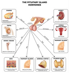  Hipofiza (glanda pituitară) – anatomie și fiziologie
