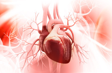  Inima – noțiuni de anatomie