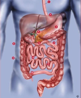  Hemoragia digestivă inferioară – cauze, tratament