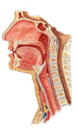  Faringele – noțiuni de anatomie, fiziologie, examinare clinică